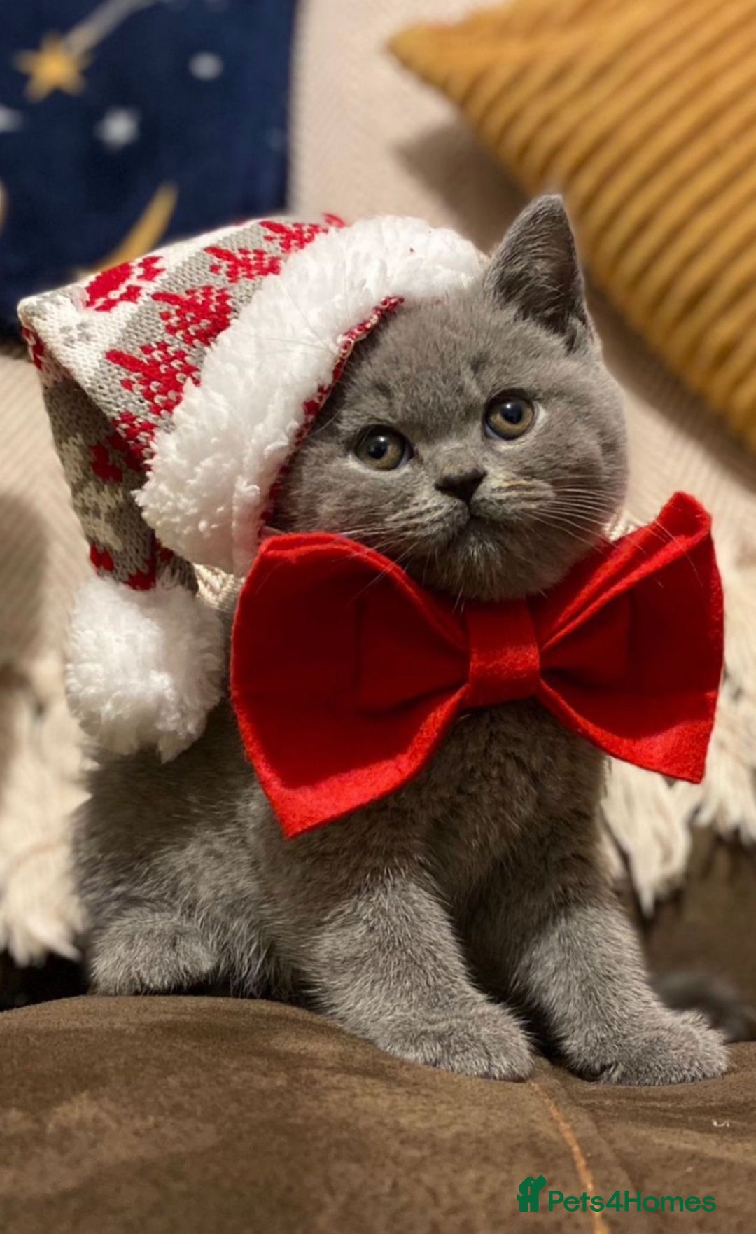 British Shorthair cats for sale: Beautiful BSH Kittens GCCF,  **  Ready Viewings  - Advert 2