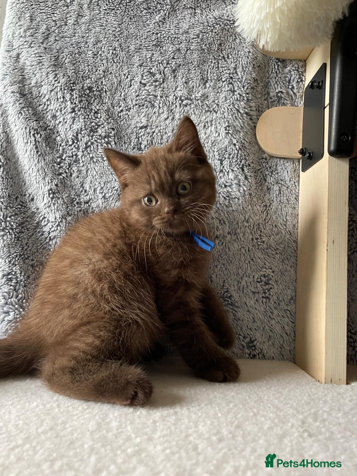 British Shorthair cats for sale: Gorgeous GCCF Chocolate British Shorthair kittens - Advert 3