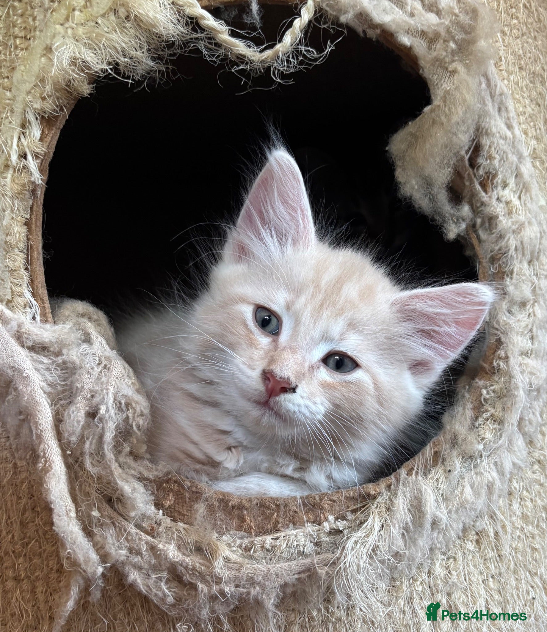 Ragdoll cats Lovely Kittens - Advert 3