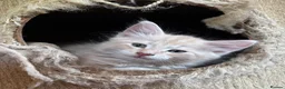 Ragdoll cats for sale: Lovely Kittens - Advert 7