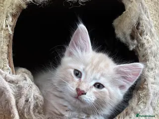 Ragdoll cats Lovely Kittens - Advert 3