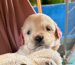 Golden Retriever dogs Gorgeous KC Registered Goldies. 5 Star Reg.Breeder - Advert 3