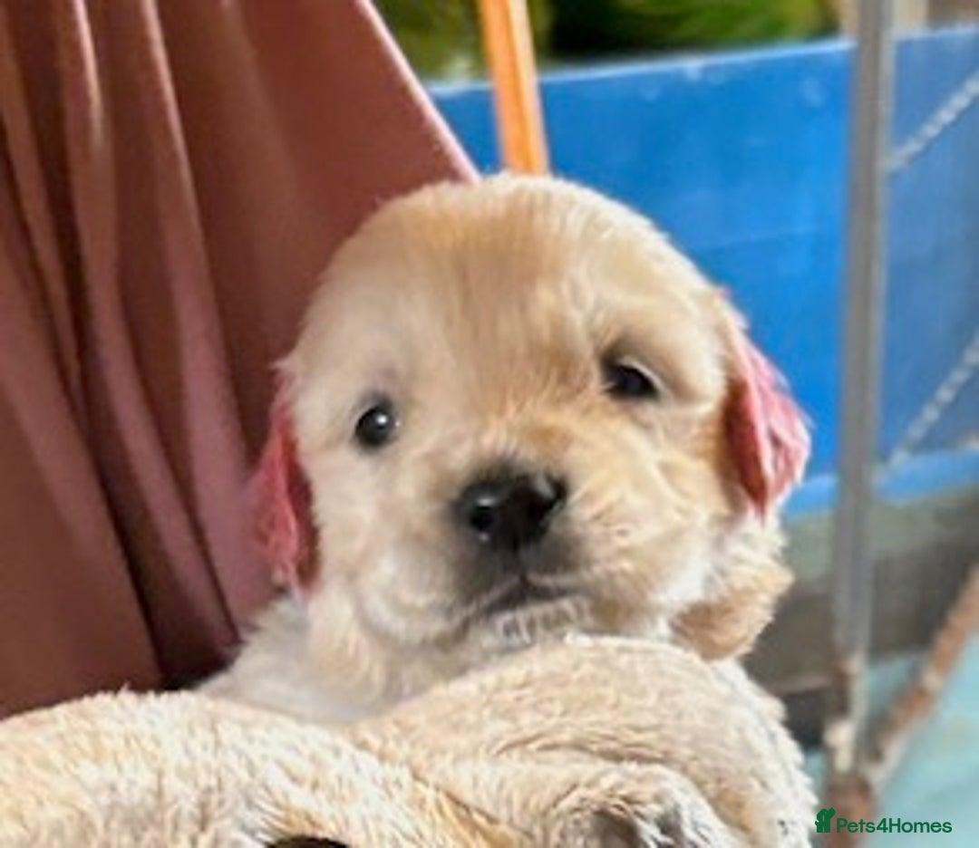 Golden Retriever dogs for sale: Gorgeous KC Registered Goldies. 5 Star Reg.Breeder - Advert 1