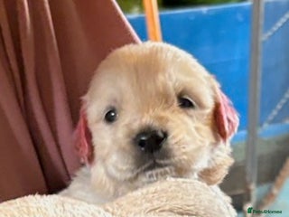 Golden Retriever dogs Gorgeous KC Registered Goldies. 5 Star Reg.Breeder - Advert 3
