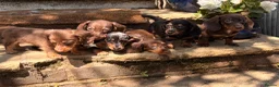 Dachshund dogs for sale: Miniature dachshund puppies for sale  - Advert 5