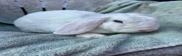 Mini Lop rabbits for sale: Blue eyed white mini plush lop - Advert 3