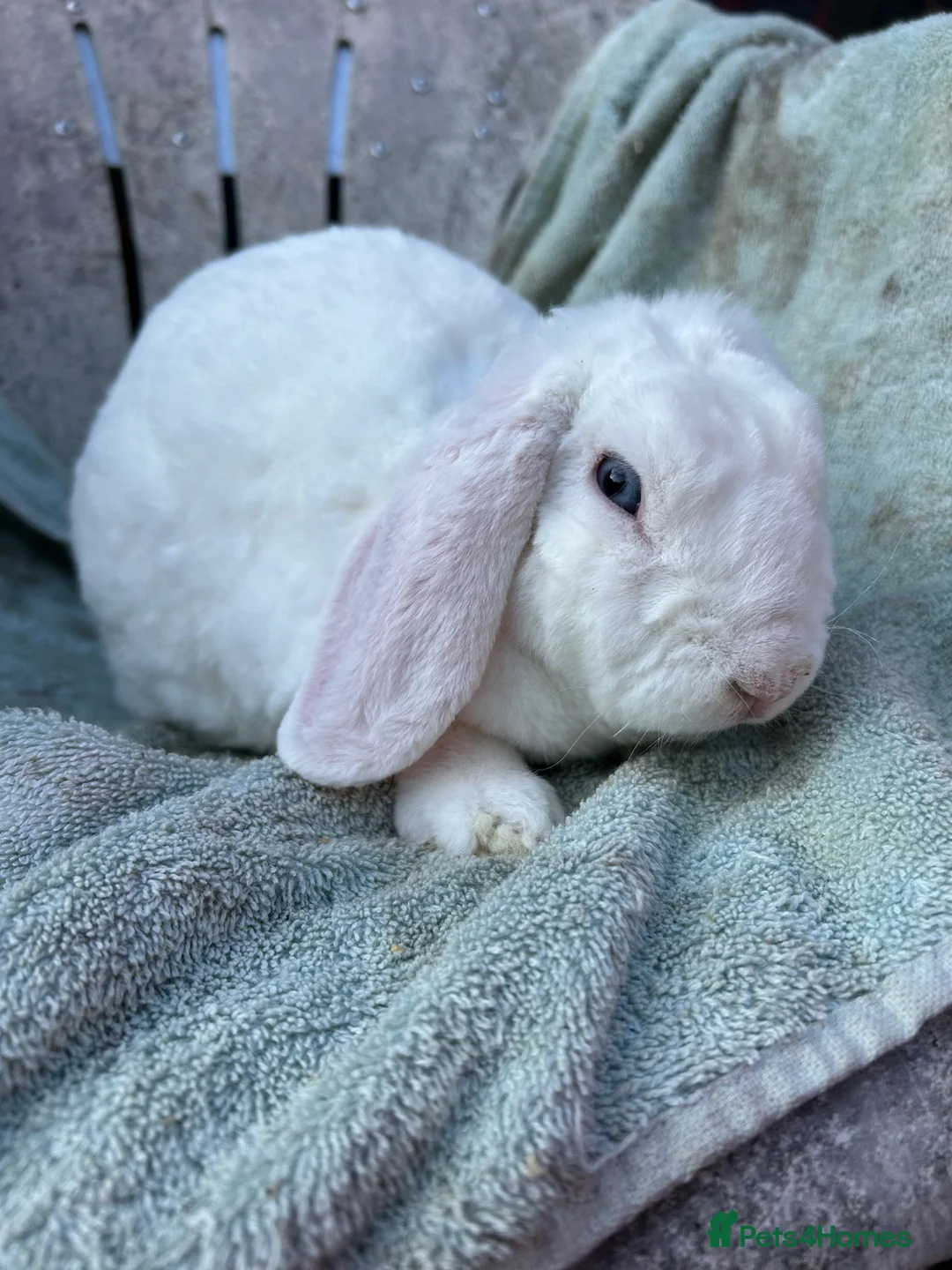 Mini Lop rabbits for sale: Blue eyed white mini plush lop - Advert 3