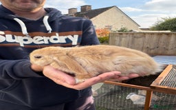Mini Lop rabbits for sale: Gorgeous Mini Lop Bunny Rabbits - Image 9