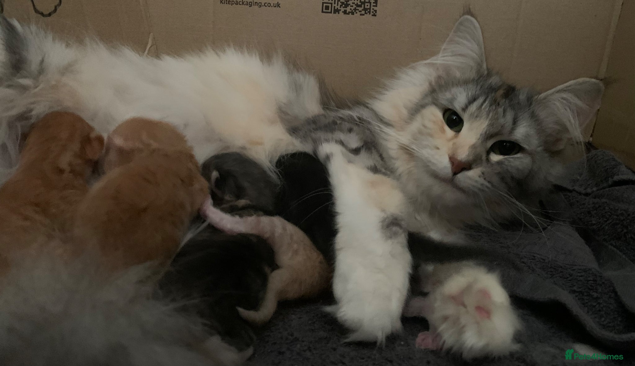 Maine Coon cats Beautiful Maine Coon x kittens x 5  - Advert 3
