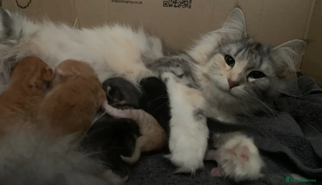 Maine Coon cats for sale: Beautiful Maine Coon x kittens x 5  - Advert 1