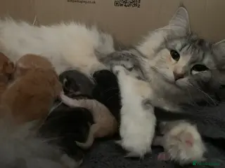 Maine Coon cats Beautiful Maine Coon x kittens x 5 - Advert 2