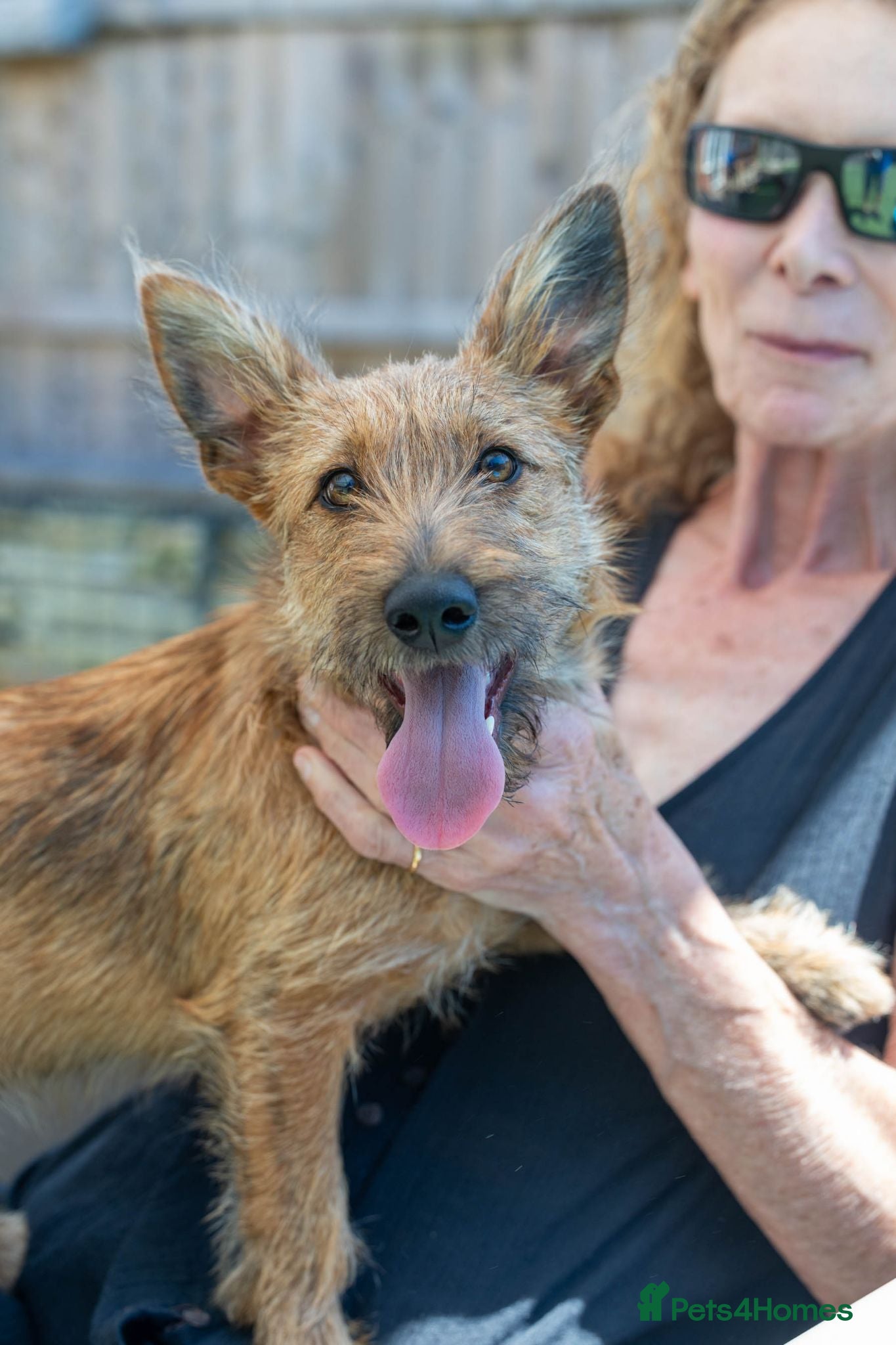 Mixed Breed dogs Lovely Layla - Advert 1
