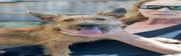 Mixed Breed dogs for adoption: Lovely Layla in Fleet - Advert 1