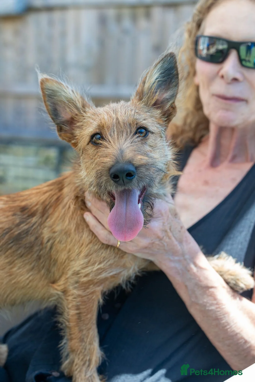 Mixed Breed dogs for adoption: Lovely Layla in Fleet - Advert 1