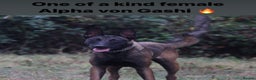 Belgian Shepherd Dog dogs for stud: Belgian malinois  - Advert 9