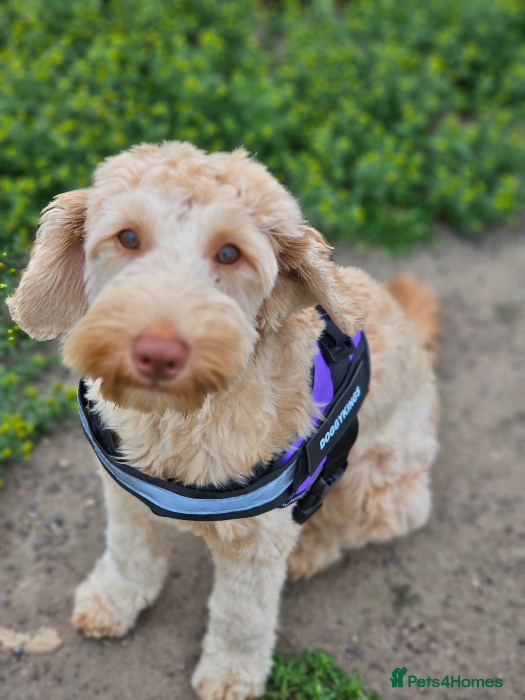 Goldendoodle dogs for sale: Goldendoodle  - Image 6