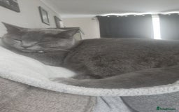 Mixed Breed cats for sale: Kittens DOB 1/8/25 - Image 10