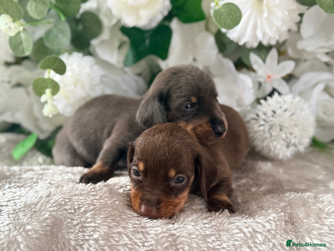 Dachshund dogs for sale: ⭐️LAST BOY AVAILABLE- Mini dachshunds pups⭐️ - Advert 18