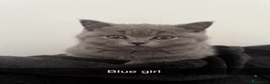 British Shorthair Kitten 5