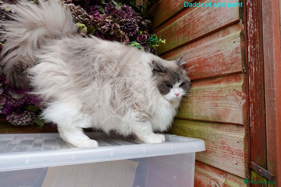 Ragdoll cats for sale: Stunning GCCF Registered Heart Melting Affection - Image 37