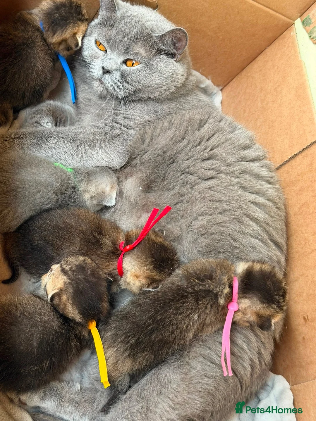 British Shorthair cats for sale: British shorthair golden adorable TICA - Advert 19