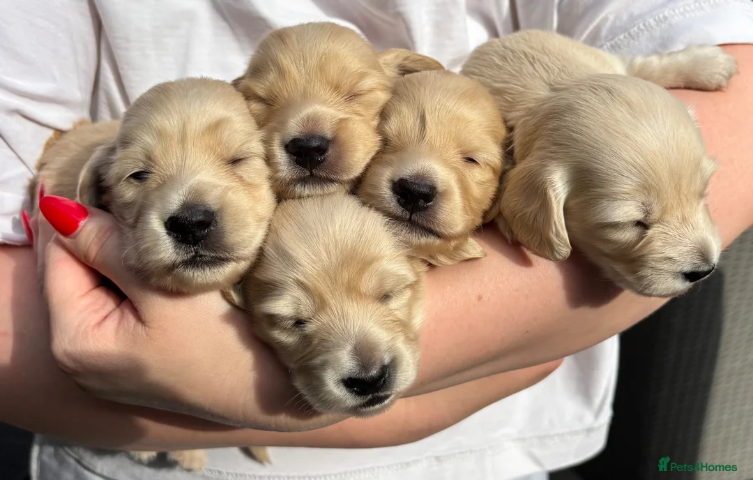 Miniature Dachshund dogs for sale: KC Pure English Cream Longhair Miniature Dachshund in Ibstock - Advert 1