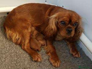 Cavapoo dogs Cavapoo Puppies known for there tight Curley coats - Advert 3