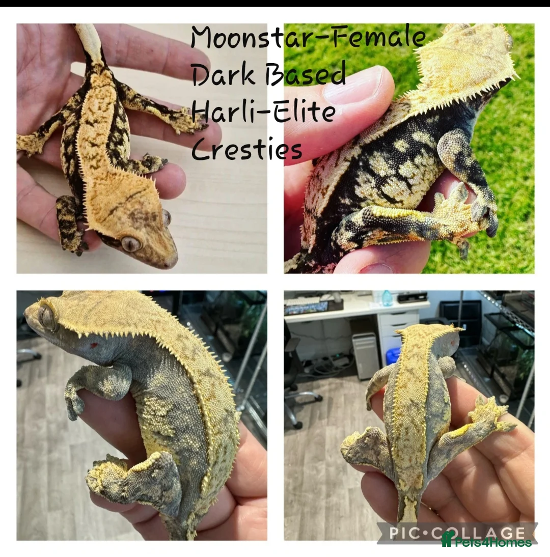 Gecko reptiles for sale: Proven Female crested gecko - Advert 1