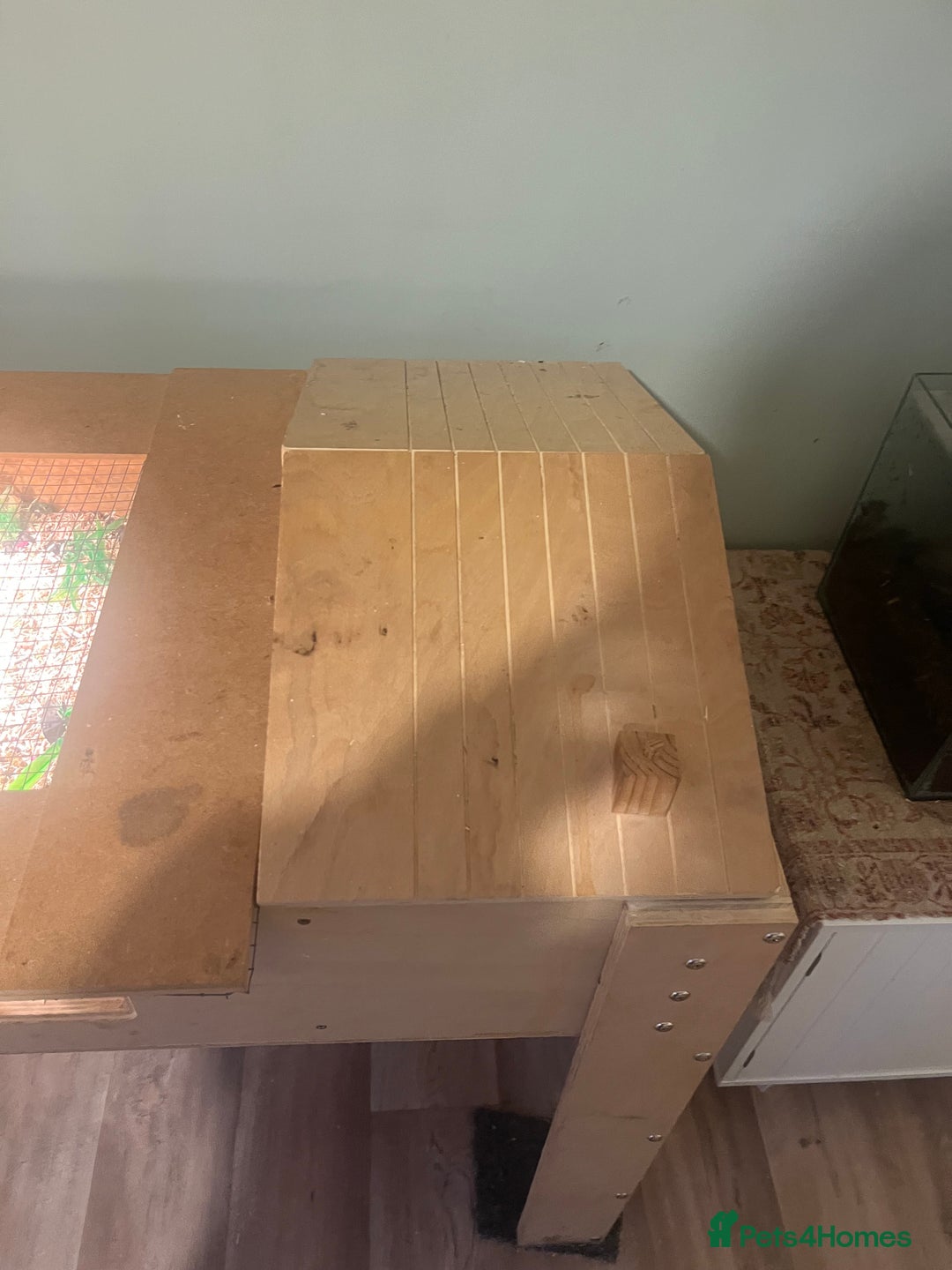 Tortoise reptiles for sale: Horsfield Tortoise - Advert 9