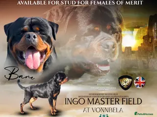 Rottweiler dogs ABSOLUTELY BEAUTIFUL KC Health Tested *FOR STUD* in Mansfield - Advert 1