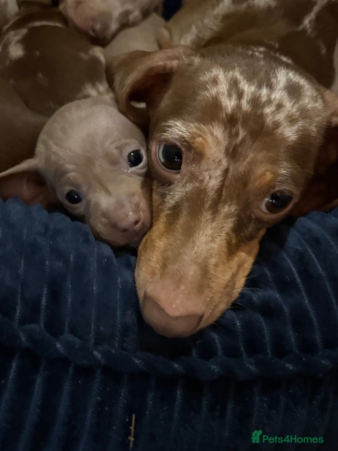 Miniature Dachshund dogs for sale: Miniature shorthaired dachshund pups - Advert 12