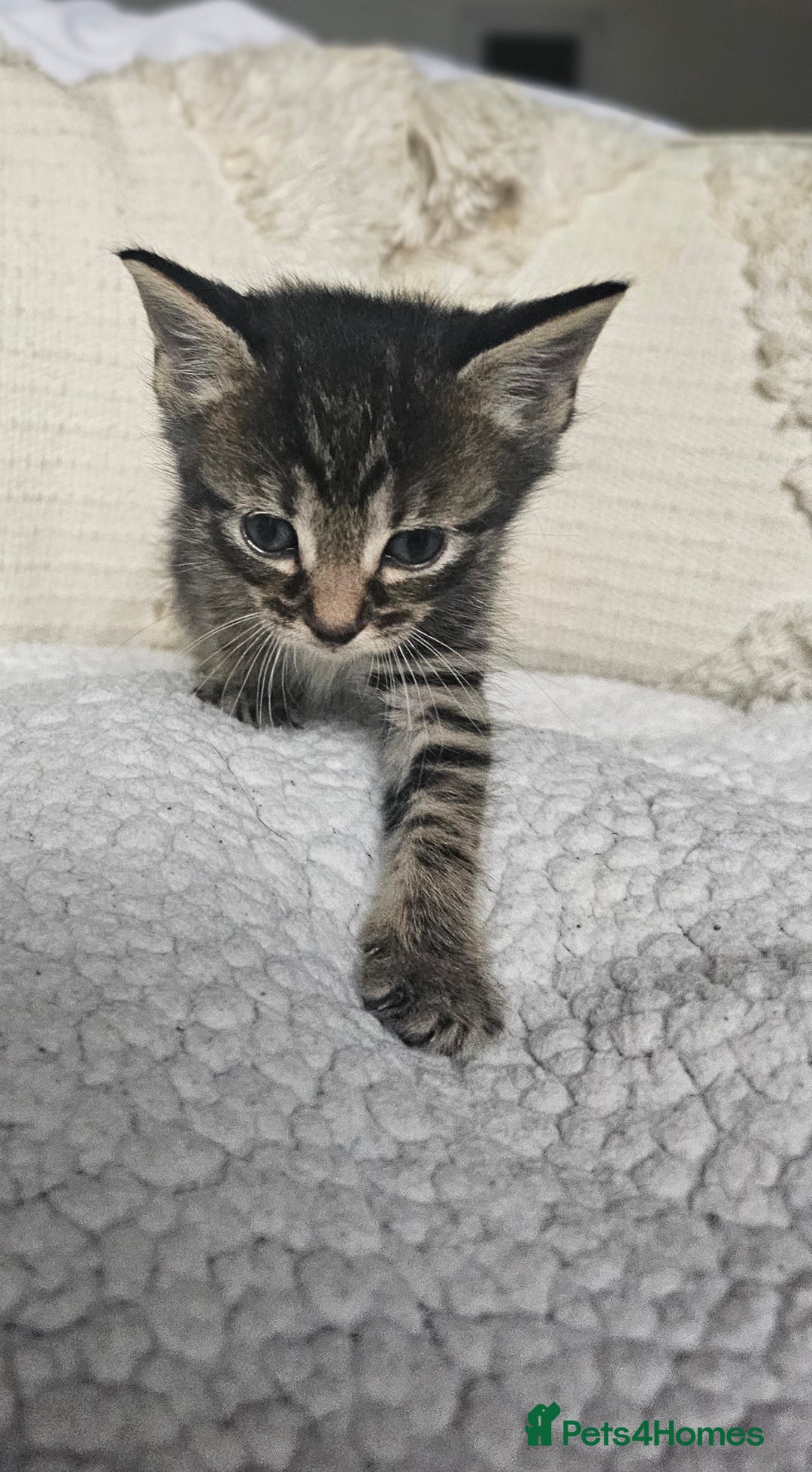 Persian cats for sale: PersianXTortoiseshell Crossbreed Kittens - Image 5