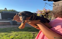 Dachshund dogs for sale: Gorgeous little Dachshund pups - Image 5