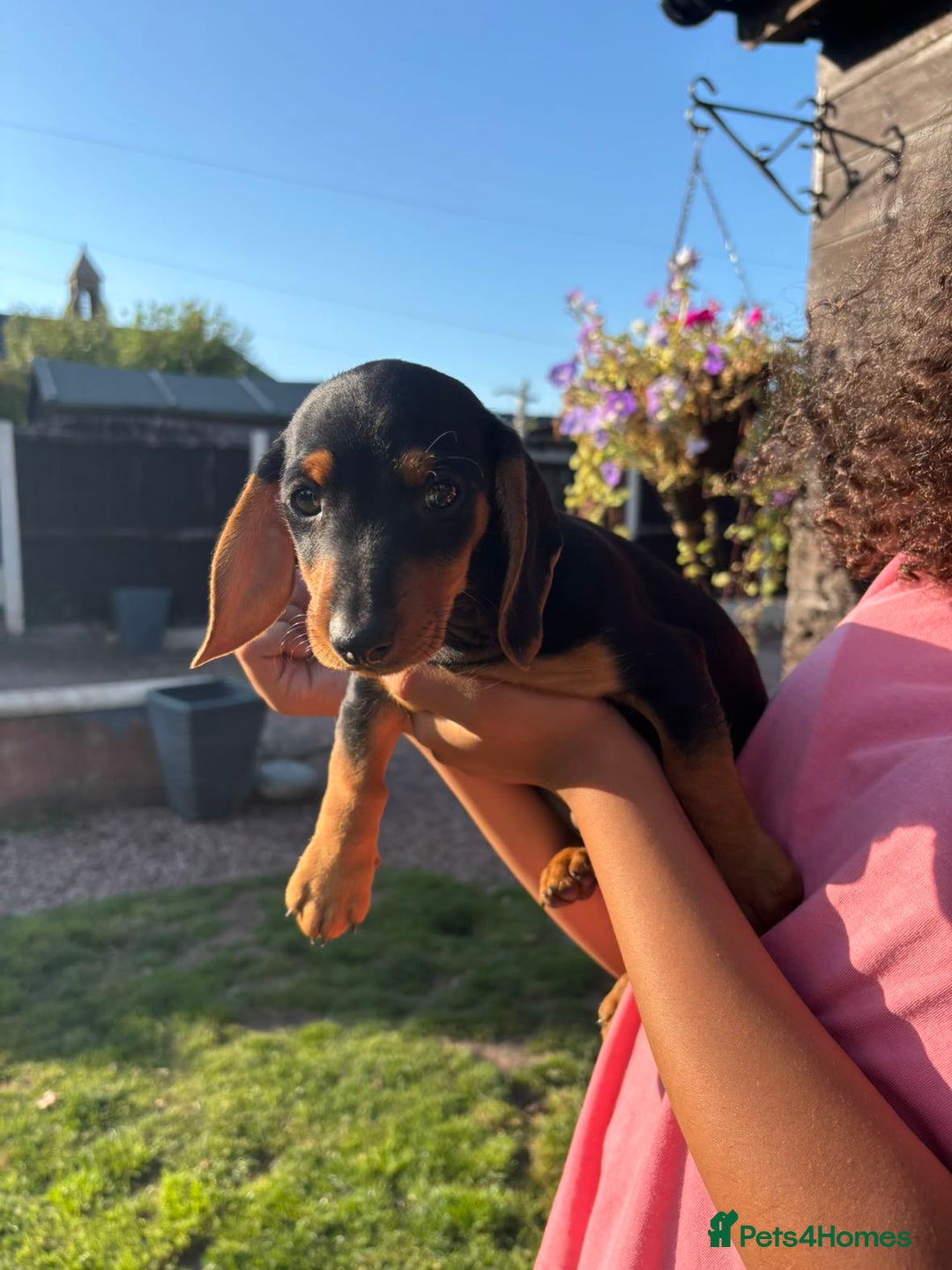 Dachshund dogs for sale: Gorgeous little Dachshund pups - Image 5