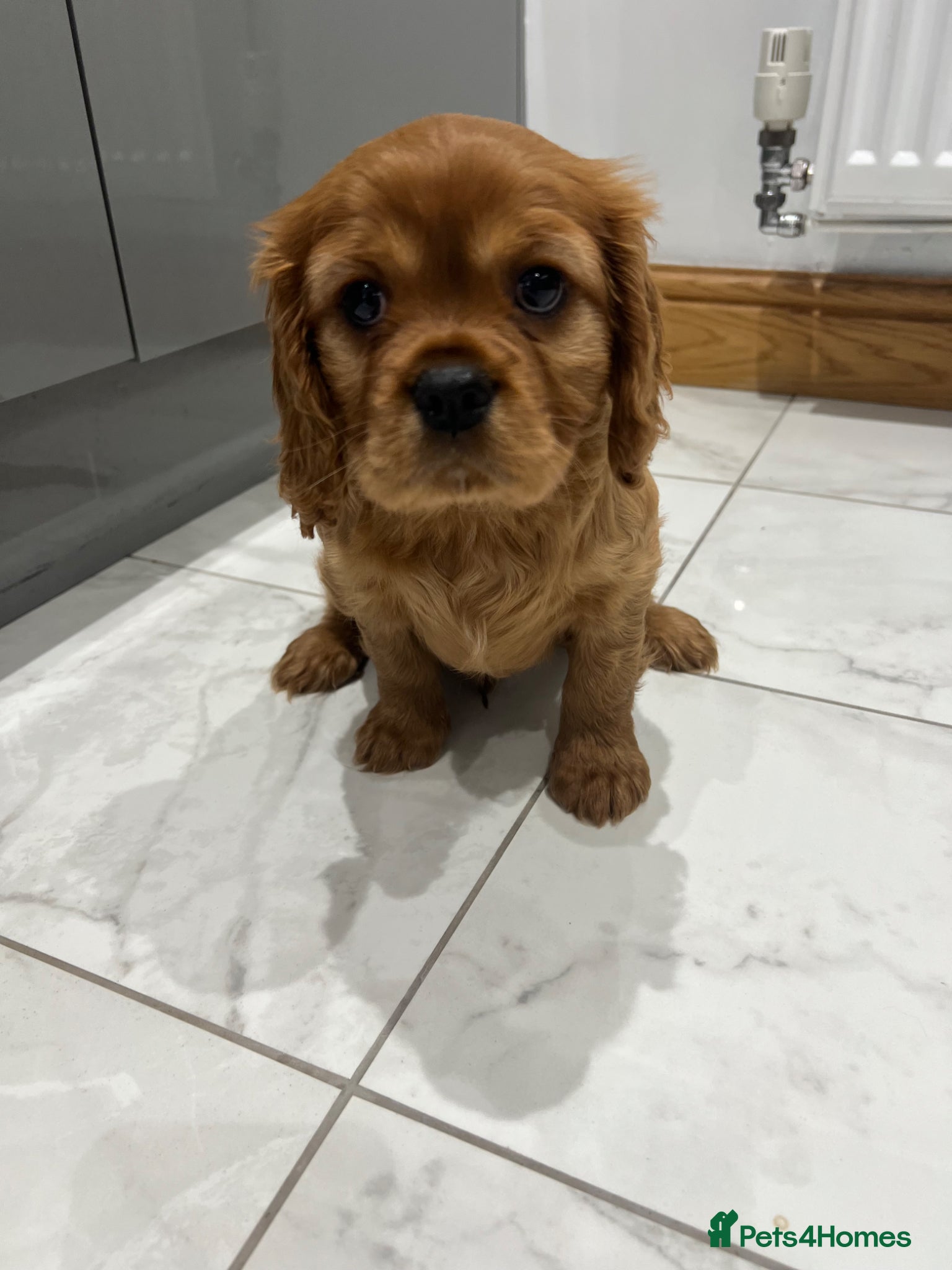 Cavalier King Charles Spaniel dogs *READY NOW!* KC Reg Health tested cavalier puppies - Advert 4