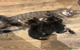 Mixed Breed cats for sale: Kittens amazing kittens  - Image 12