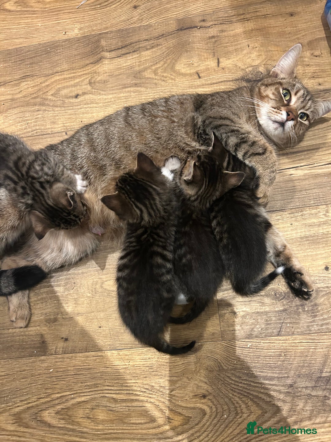 Mixed Breed cats for sale: Kittens amazing kittens  - Image 12