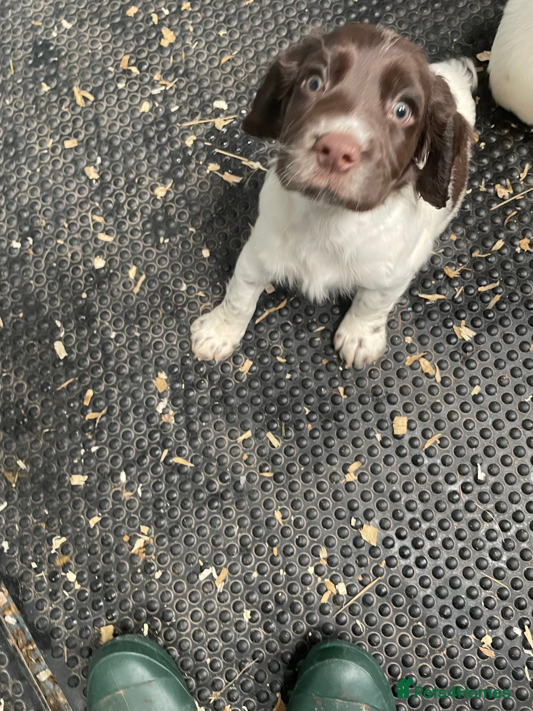 English Springer Spaniel dogs for sale: KC registered Springer Spaniel puppies for sale  - Image 10