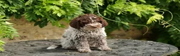 Lagotto Romagnolo dogs for sale: Lagotto Romagnolo - Advert 3