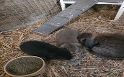 Mixed Breed rabbits for sale: Baby rabbits  - Image 3
