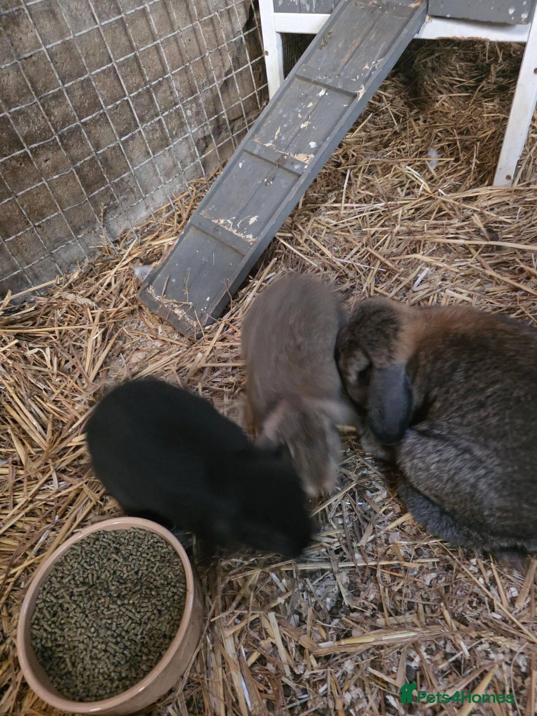 Mixed Breed rabbits for sale: Baby rabbits  - Image 3