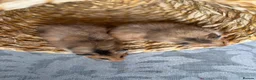 Hamster rodents for sale: Beautiful baby Syrian Hamsters Sheffield - Advert 16