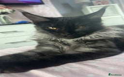 Maine Coon cats for sale: beautiful mainecoon sisters  - Image 11
