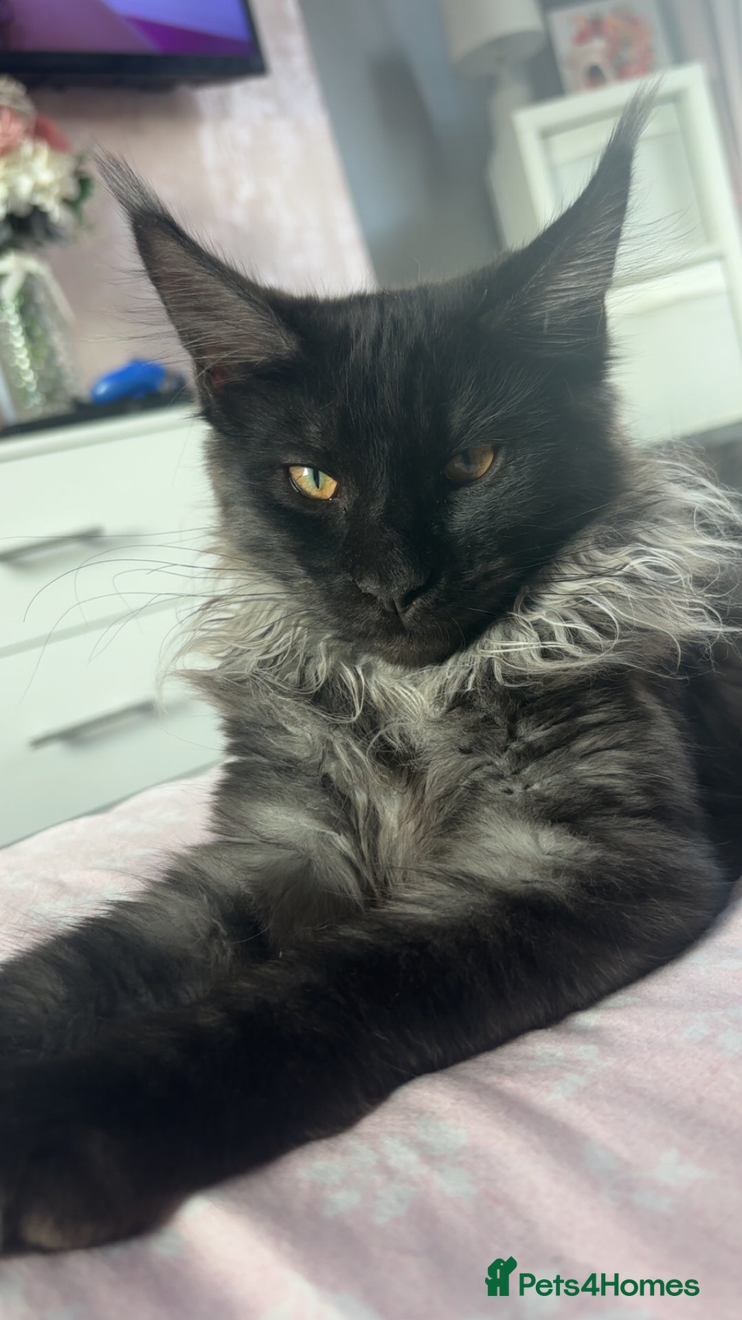 Maine Coon cats for sale: beautiful mainecoon sisters  - Image 11
