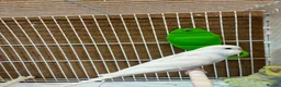 Budgerigars birds for sale: Baby budgies  - Advert 6
