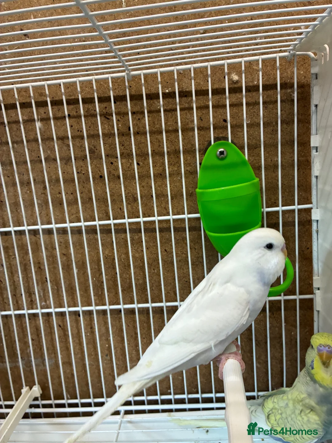 Budgerigars birds for sale: Baby budgies  - Advert 6