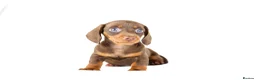 Miniature Dachshund dogs for sale: Kc reg miniature dachshunds  - Advert 5