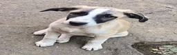 Mixed Breed dogs for adoption: ❤️🐾TITTO  THIS TIME, HIS HOME MUST BE FOREVER🐾❤️ - Advert 10