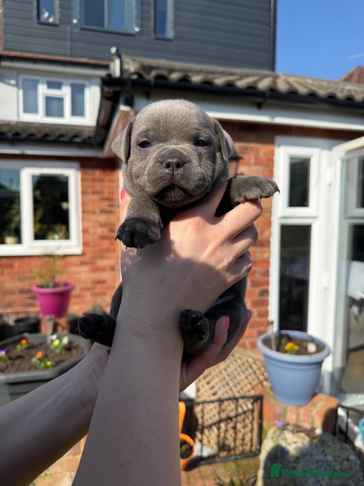 Staffordshire Bull Terrier dogs Stunning litter of 6 KC Staffy’s ONLY 2 BOYS LEFT - Advert 8