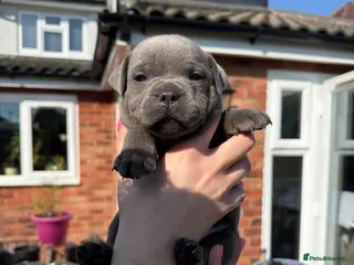 Staffordshire Bull Terrier dogs Stunning litter of 6 KC Staffy’s ONLY 2 BOYS LEFT - Advert 8
